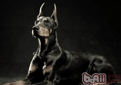 杜賓犬