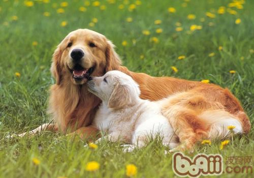 金毛犬