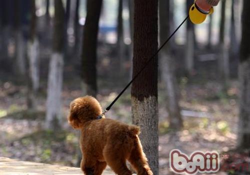 泰迪犬