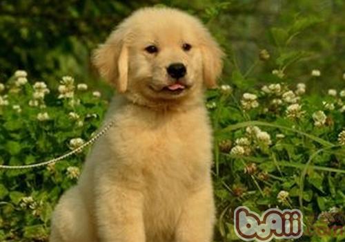 金毛犬