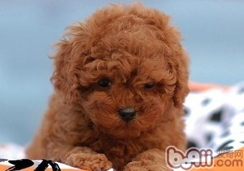 泰迪犬