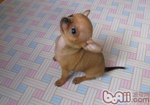 吉娃娃犬
