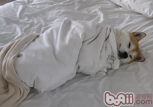 秋田犬