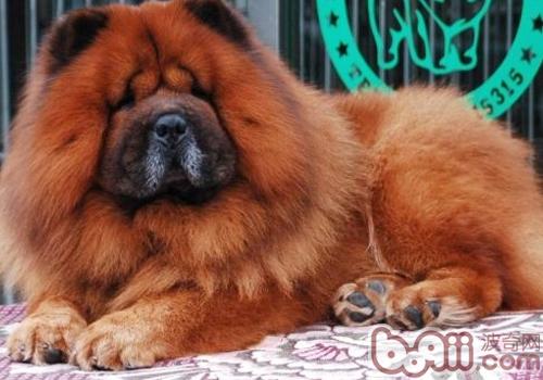 松獅犬