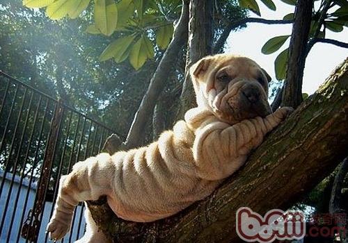 沙皮犬
