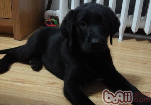 拉布拉多犬