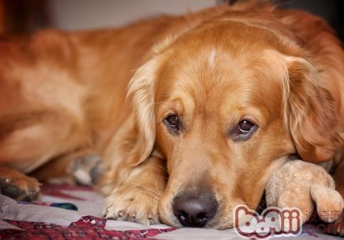 金毛犬