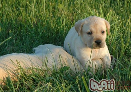 拉布拉多犬