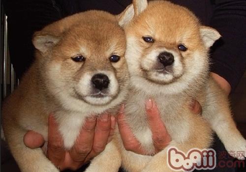 柴犬