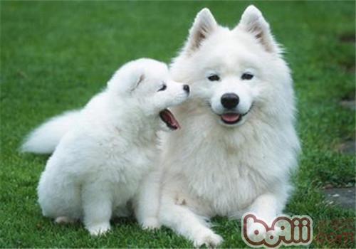 薩摩耶犬