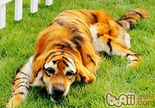 金毛犬