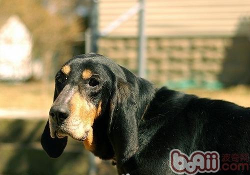 黑褐獵浣熊犬