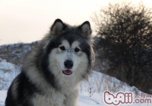 阿拉斯加雪橇犬