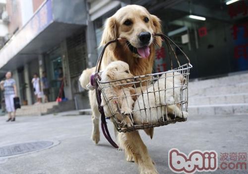金毛犬