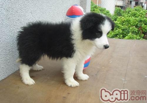 邊境牧羊犬