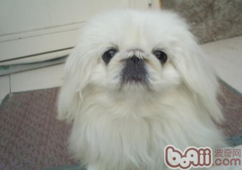 京巴犬