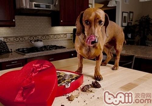 臘腸犬