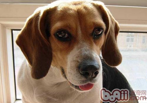比格犬