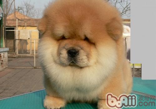 松獅犬