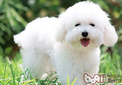 比熊犬