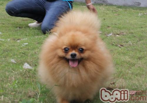 博美犬