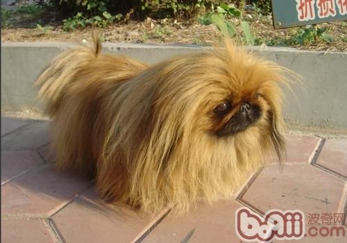 北京犬