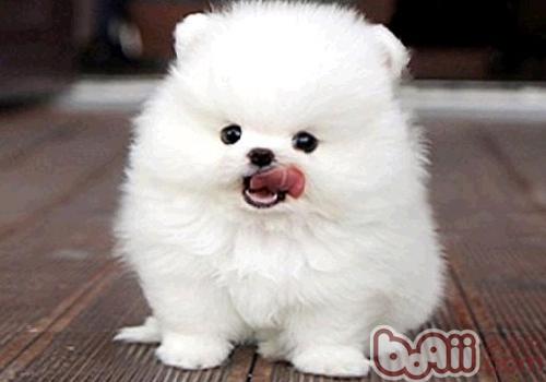 博美犬
