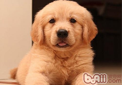 金毛犬