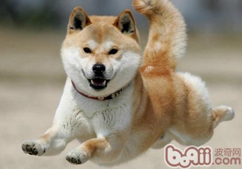 秋田犬