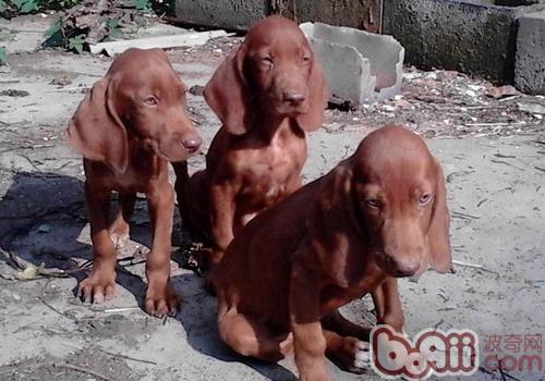 維茲拉犬
