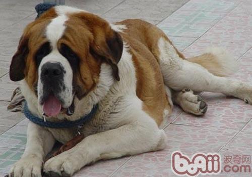 聖伯納犬