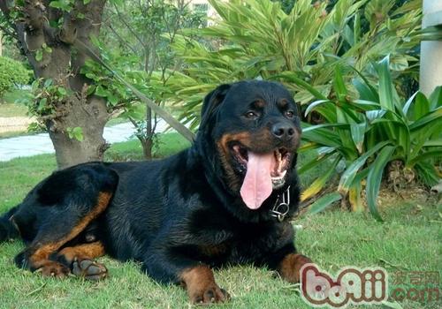 羅威納犬