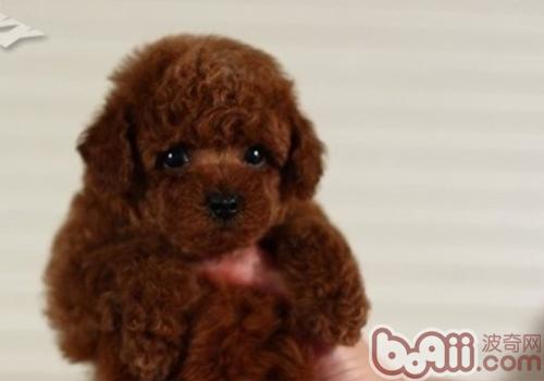 泰迪犬