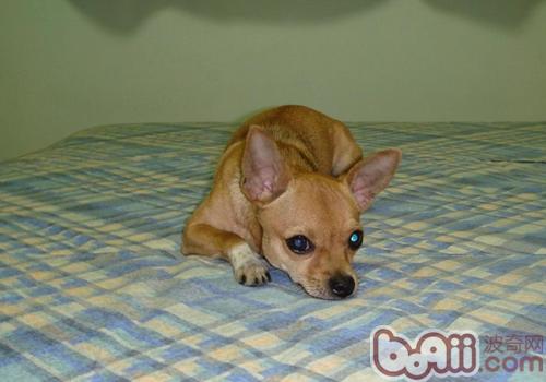 迷你杜賓犬