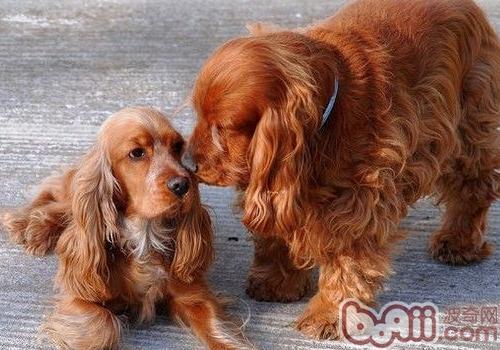 英國可卡犬