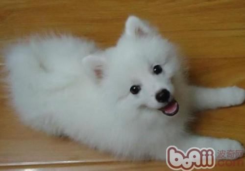 日本尖嘴犬