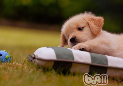 金毛犬