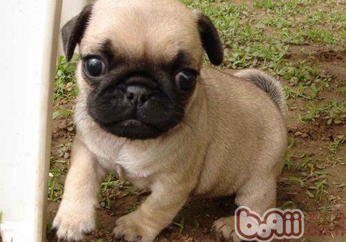 巴哥犬