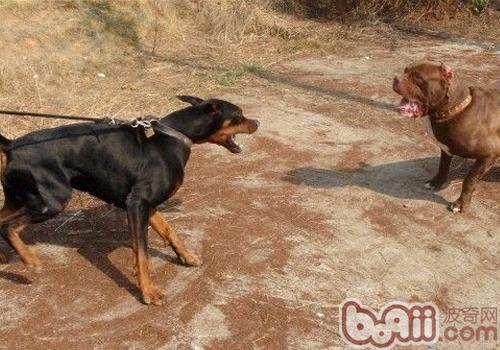 杜賓犬