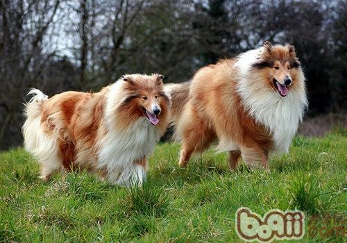 蘇格蘭牧羊犬
