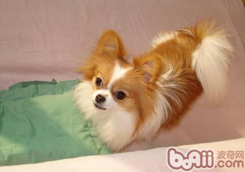 蝴蝶犬