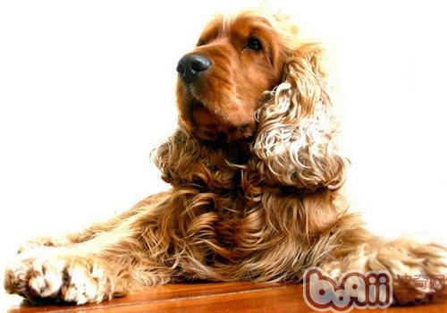 英國可卡犬
