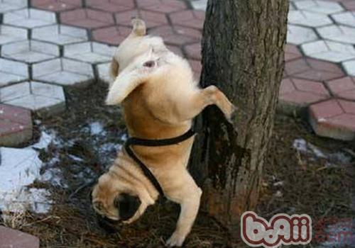巴哥犬