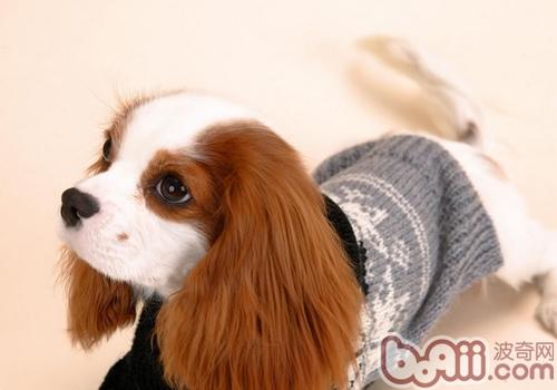 查理士王小獵犬