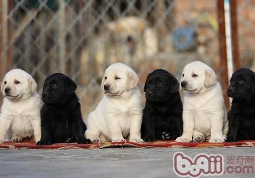 拉布拉多犬