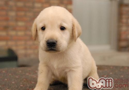 拉布拉多犬