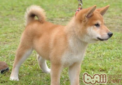 秋田犬