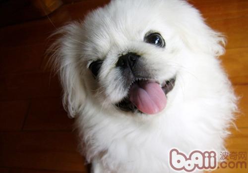 京巴犬