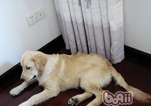 金毛犬
