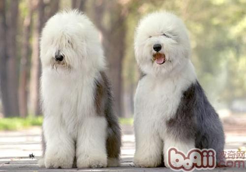英國古代牧羊犬
